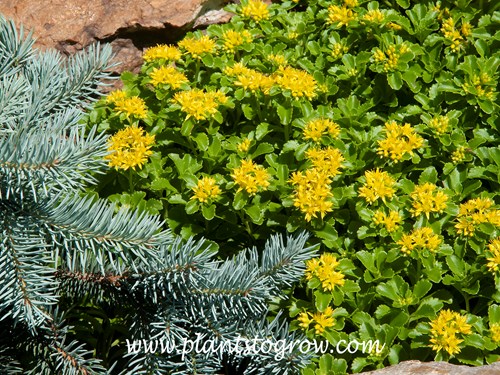 Russian Stonecrop (Phedimus kamtschaticum)